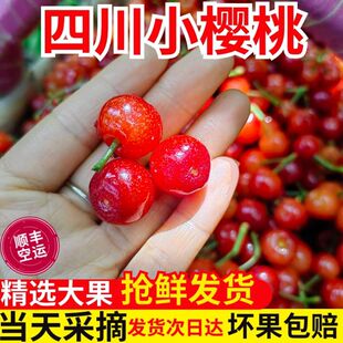 现货四川大凉山小樱桃米易樱桃孕妇新鲜水果西昌土樱桃甜水晶樱桃