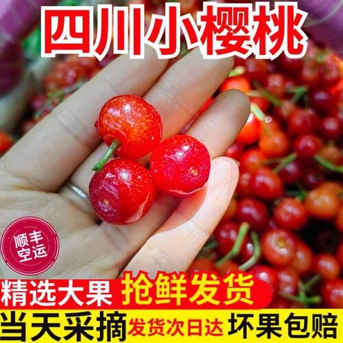 顺丰空运四川攀枝花米易小樱桃