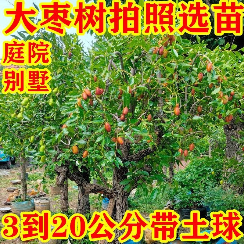 枣树活苗当年结果特大枣树沾化冬枣带土盆栽地栽庭院种植南方北方