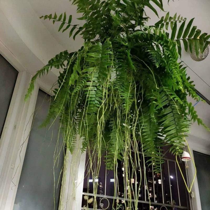 风植物北欧蕨蕨常绿室内绿植长叶肾观叶大型网红客厅垂吊蕨类霸王