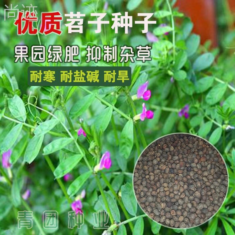 毛苕种子长柔毛野豌豆种籽箭舌豌豆种毛叶光叶紫花苕子毛苕子籽