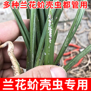 兰花蚧壳虫专用药吡虫噻嗪酮杀虫剂除各种花卉兰草介壳虫小白点虫