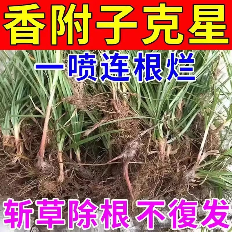 香附子除草剂烂根剂雷公头梭梭草氯吡嘧磺隆玉米阔叶草莎草专用药
