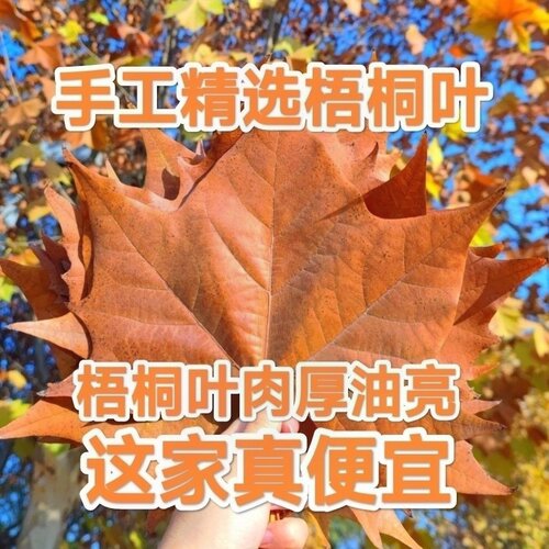 天然真树叶落叶标本枯叶梧桐叶DIY圣诞布景造景幼儿园手工粘贴画