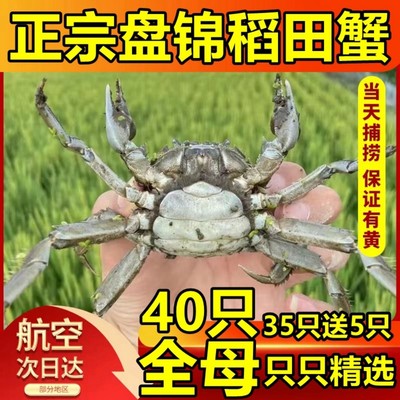 全母40只盘锦河蟹正宗稻田蟹保肥
