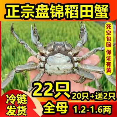 盘锦河蟹特大稻田蟹六月黄鲜活
