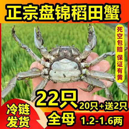 全母22只正宗盘锦河蟹1-1.4两大闸蟹特大稻田蟹六月黄鲜活蟹螃蟹