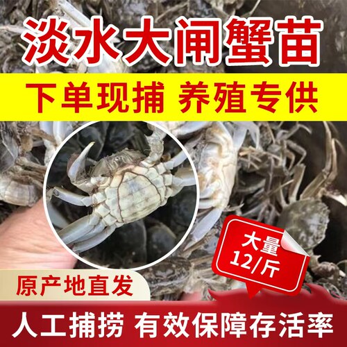 淡水活蟹大闸蟹苗盘锦河蟹苗稻田养殖扣蟹苗毛蟹中华绒螯蟹小螃蟹