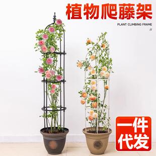 铁线莲植物花卉支撑架杆阳台花园绿萝花柱支柱 园艺爬藤架月季