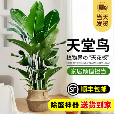 天堂鸟客厅绿植大型盆栽办公室内四季好养大叶植物四季花卉鹤望兰