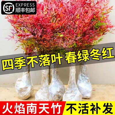 火焰南天竹盆栽真树苗客厅绿植庭院红叶老桩落地植物耐寒竹子盆景