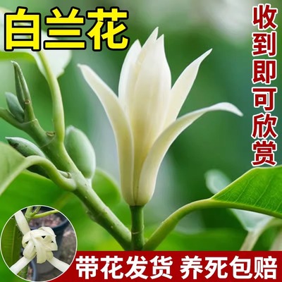 白兰花玉兰树苗花卉植物室内庭院绿植黄角兰盆栽易活带花苞当年开