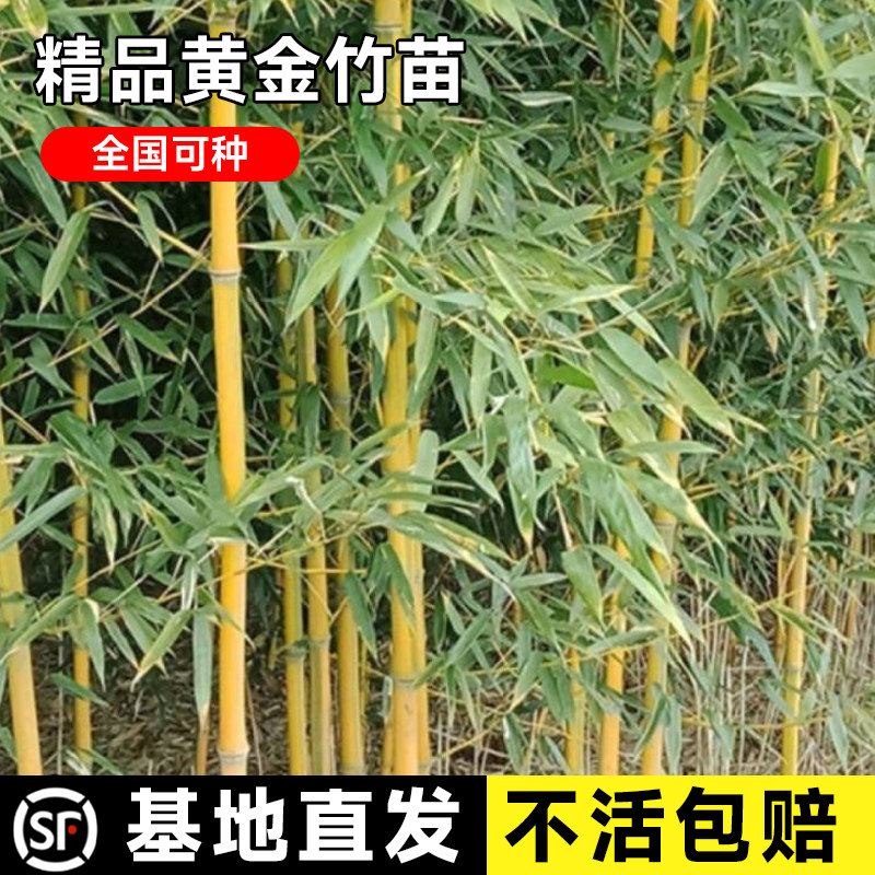 黄金竹子苗紫竹苗庭院四季常青青竹苗盆栽南北方耐寒耐旱金镶玉竹怎么看?