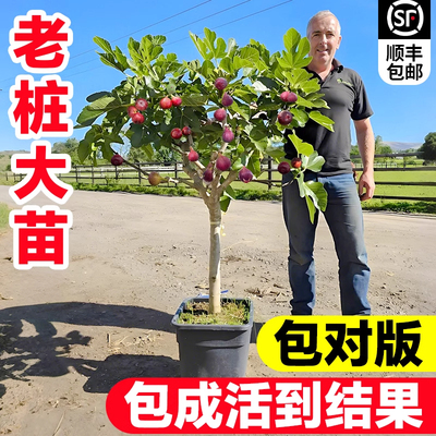 无花果树果苗特大果当年结果南北方种植矮化波姬红水果苗大全盆栽