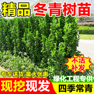 冬青树苗法国直立绿篱笆庭院围墙植物四季常青耐寒丛生北海道黄杨