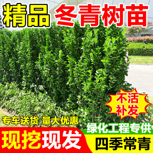 直立冬青树苗丛生北海道黄杨