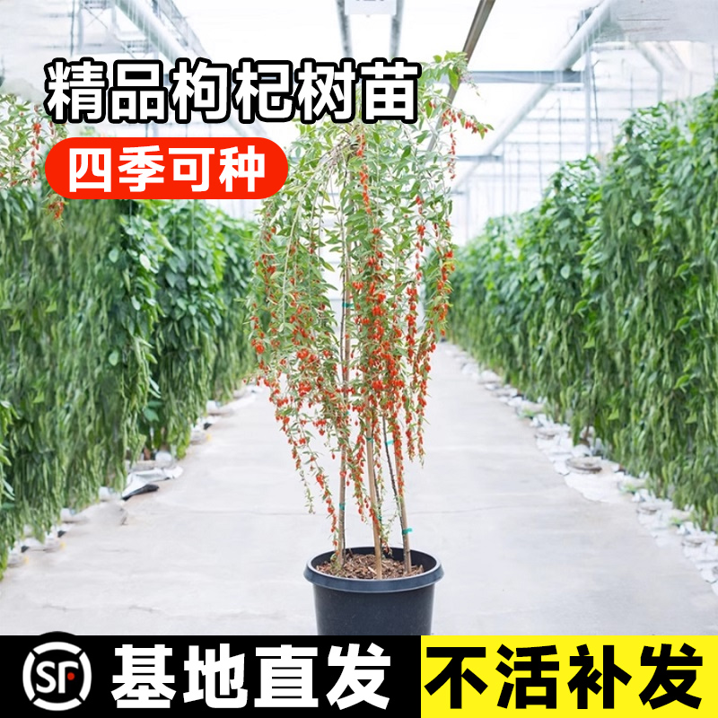 枸杞树苗宁夏红黑枸杞南北方种植黄枸杞地栽盆栽阳台庭院