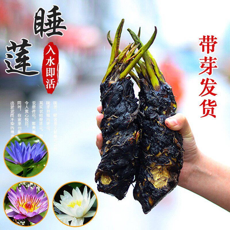 睡莲水培植物大根块四季池塘睡莲花水养花卉盆栽易活根茎荷花带花