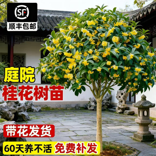 现挖现发开花爆满养死包赔