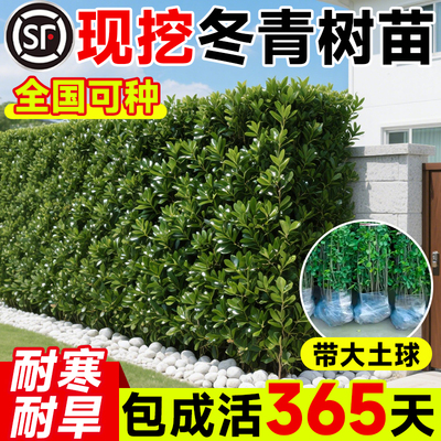 冬青树苗法国冬青直立围墙冬青绿篱植物篱笆墙丛生北海道黄杨绿化