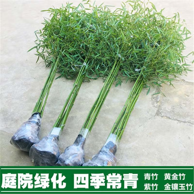 竹子苗庭院室外观赏盆栽北