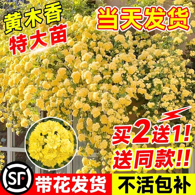 黄木香花苗爬藤植物老桩当年开花重瓣蔷薇庭院大苗白红木香花盆栽图片