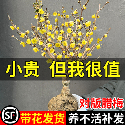 耐寒耐冻的素心腊梅开花十里飘香