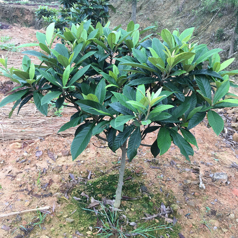 枇杷树果苗嫁接大五星枇杷苗树白沙早熟庭院南方北方种植当年结果
