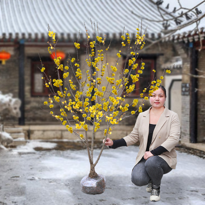素心腊梅花树苗盆栽丛生地栽庭院风景树观赏矮化老桩原生腊梅盆栽