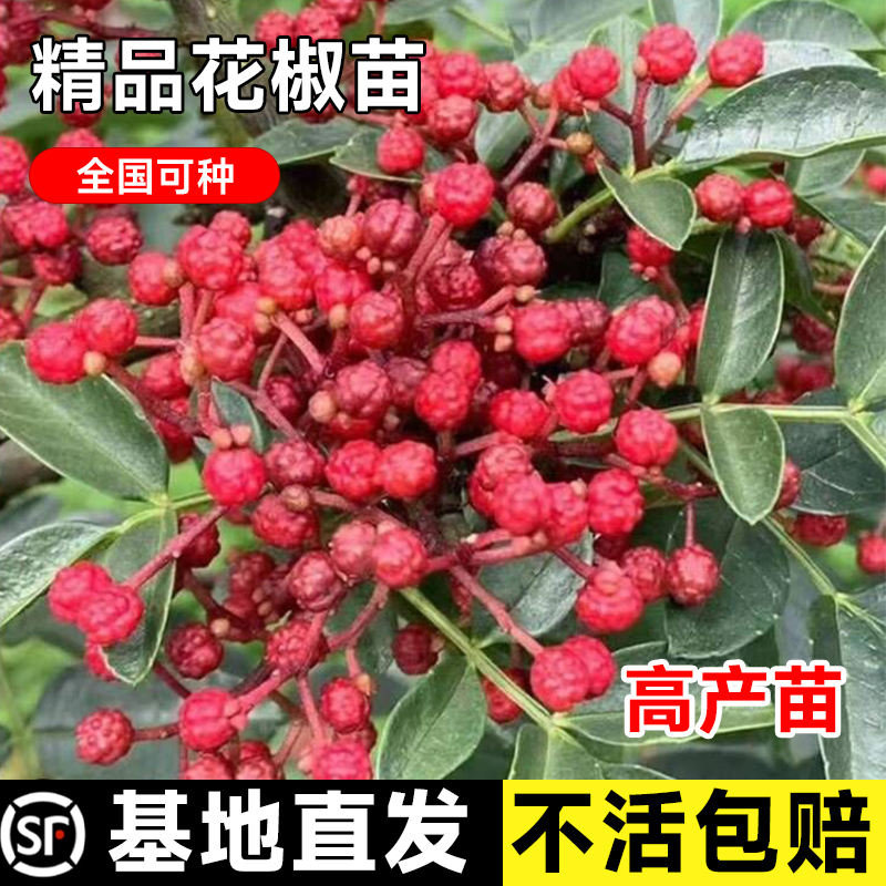 花椒苗树食用大红袍青花四川麻椒南北方种植地栽盆栽高产当年结果