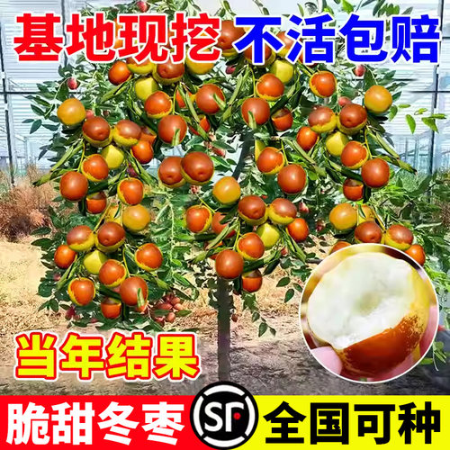 枣树活苗大超甜南北方种植耐寒