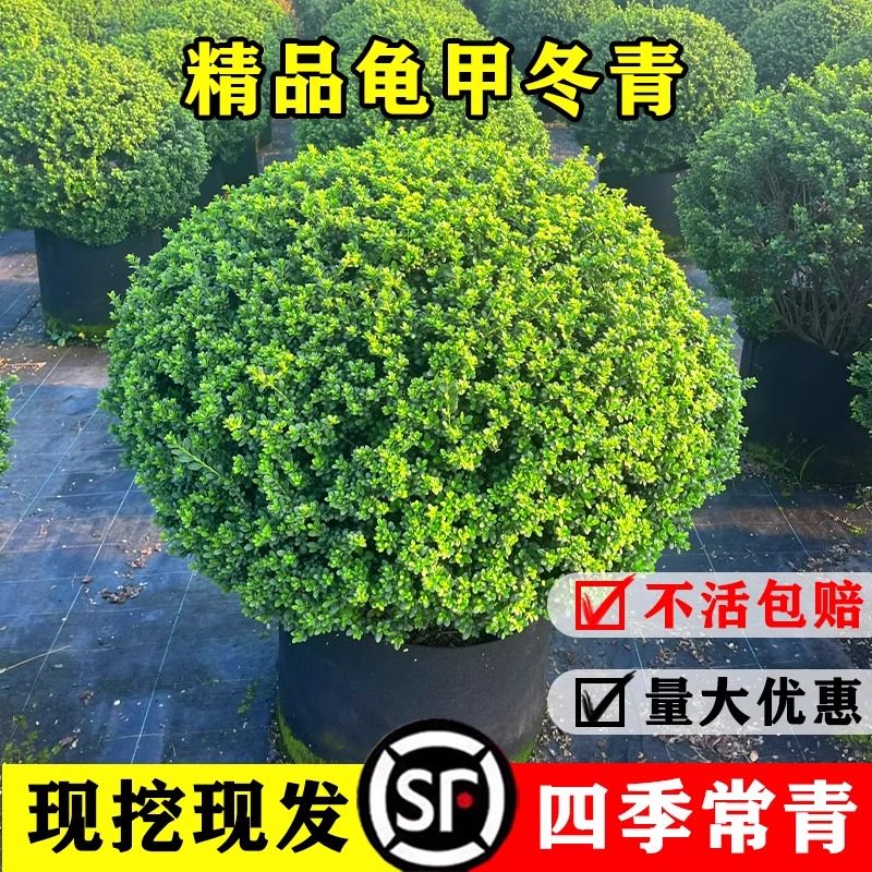 龟甲冬青球庭院别墅花境常绿植物耐寒小叶女贞冬青红花继木球,鲜花速递/花卉仿真/绿植园艺,观叶 /花灌木,淘宝优惠券,粉丝福利购,淘宝优惠卷