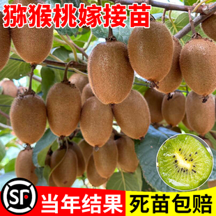 猕猴桃嫁接苗水果树猕猴桃树果苗南方北方种植软枣子树苗弥猴桃苗