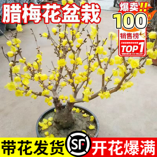 腊梅花树苗盆栽带花苞丛生地栽庭院耐寒室外矮化原生素心蜡梅老桩