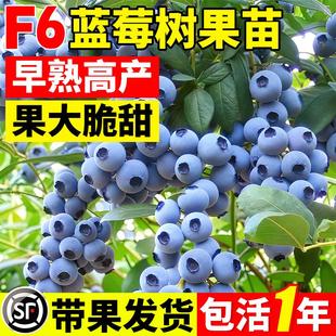 F6蓝莓树果苗带大果蓝莓苗特大号盆栽南方阳台种植果树苗当年结果