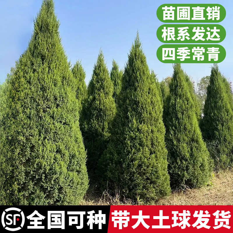 柏树树苗侧柏龙柏坟地专用苗带土球发货庭院行道树风景树四季常青