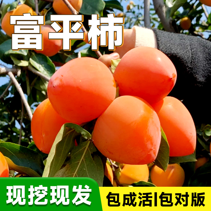 富平尖柿树苗嫁接活苗南北方种植庭院盆栽特大阳台地栽苗当年结果