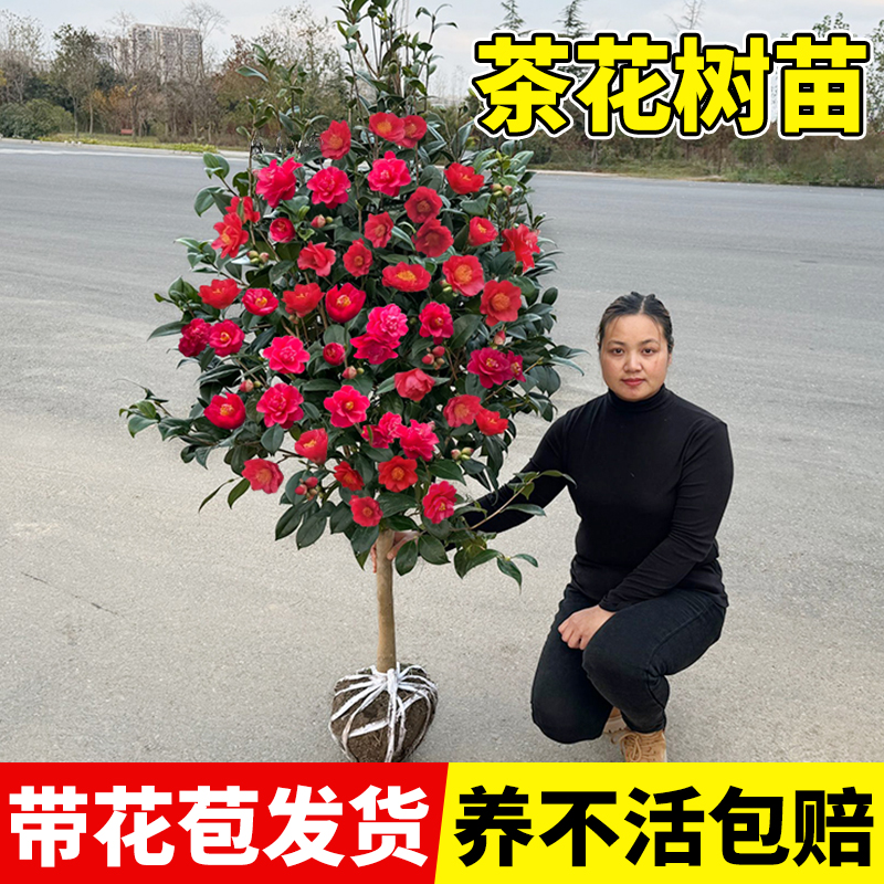 山茶花树苗大树地栽大型室外庭院植物耐寒室内阳台特大号茶花盆栽