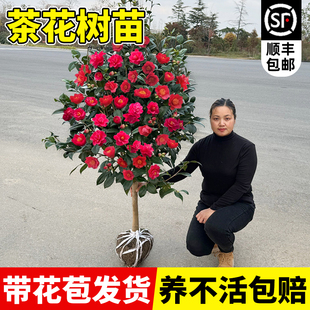 山茶花树苗大树地栽大型室外庭院植物耐寒室内阳台特大号茶花盆栽