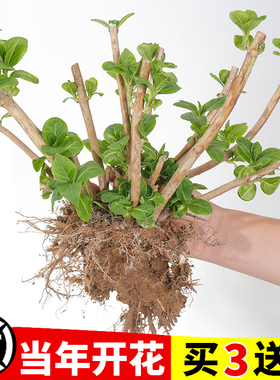 绣球花苗老桩大苗地栽阳台别墅带花无尽夏盆栽植物卉庭院耐寒树苗