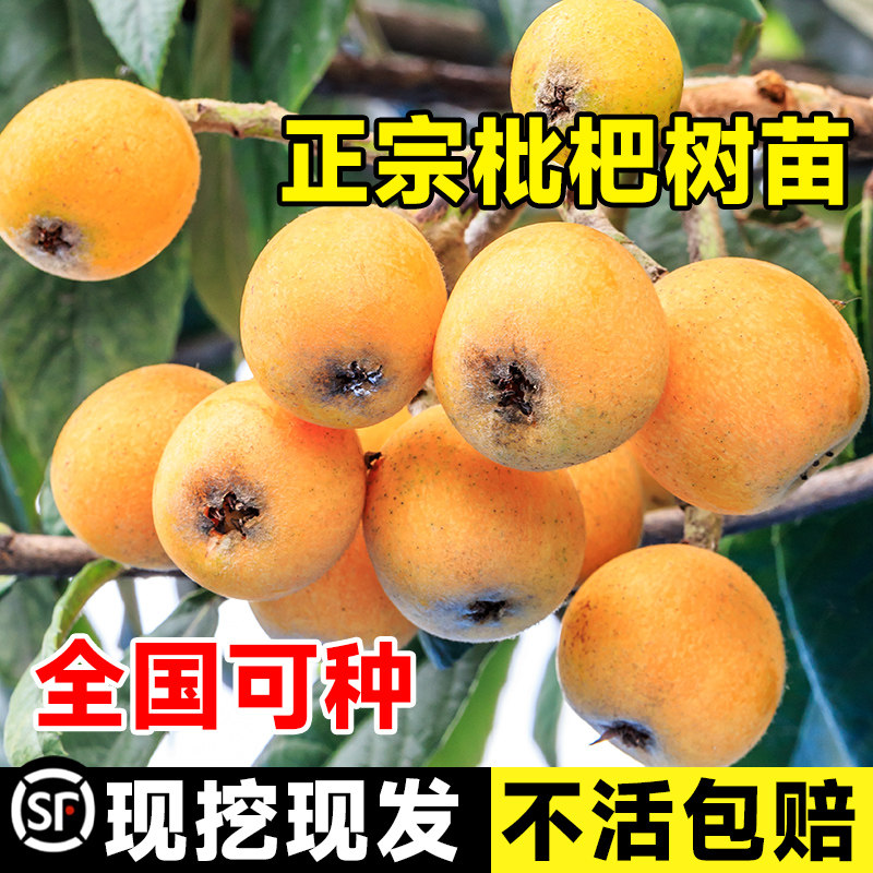 枇杷果苗嫁接大五星枇杷无核砂糖枇杷苗无核枇杷树苗盆栽当年结果