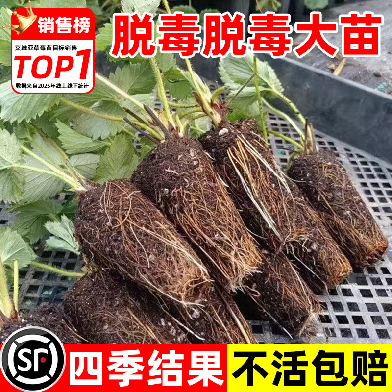 草莓苗秧四季结果盆栽种子穴盘苗奶油特大号玄玉红颜隋珠章姬批发图片