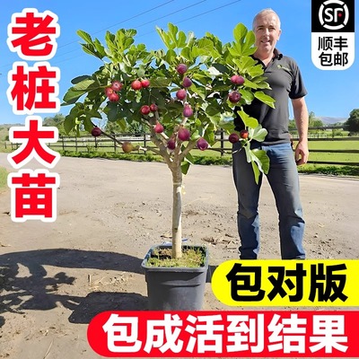 无花果树果苗特大果当年结果南北方种植矮化盆栽波姬红水果苗大全