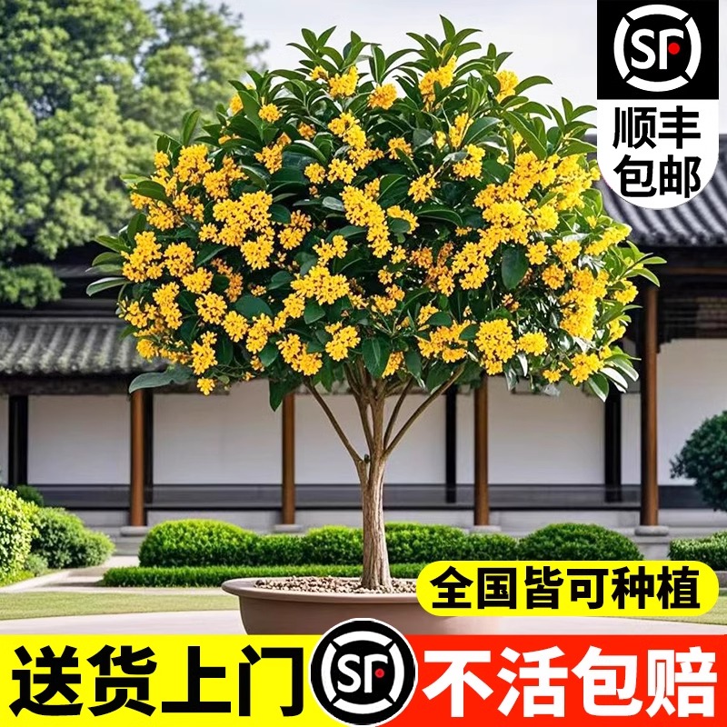 桂花树苗四季桂大型花卉八月庭院原生高杆金丹天香台阁盆栽沉香地
