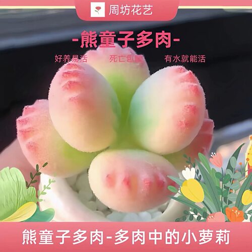 彩【锦】多肉花植物熊童子萌熊群生名贵高端老桩室内盆栽花卉绿植
