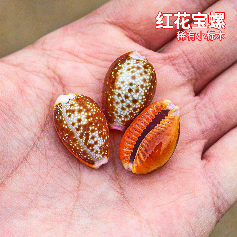 红花宝螺天然海螺贝壳家居橱窗装饰收藏摆件标本工艺品水族馆造景
