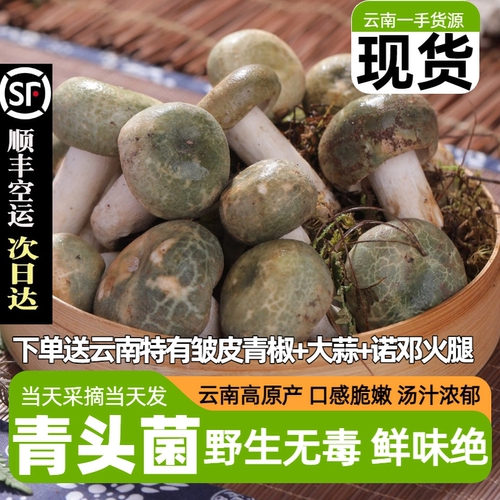 青头菌云南云南野生菌