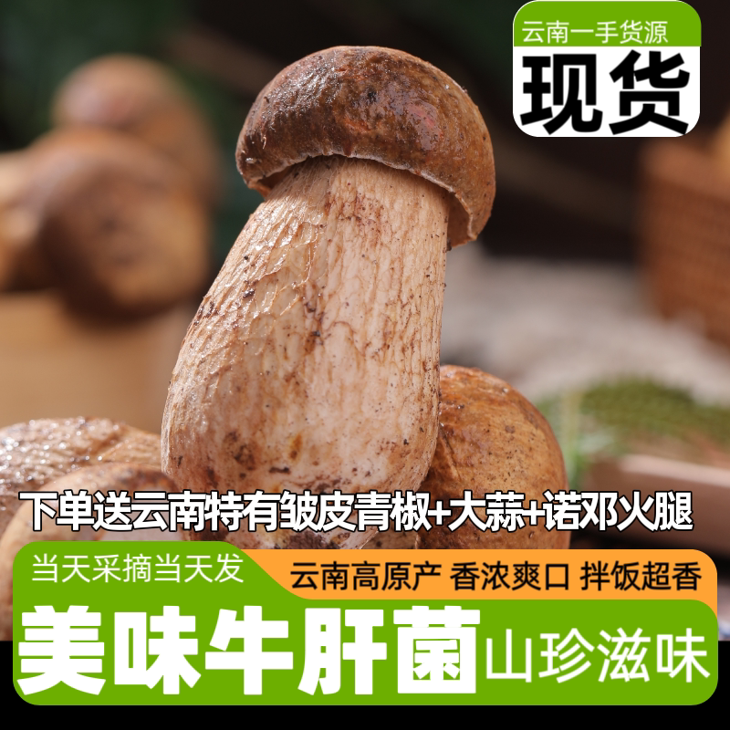 美味牛肝菌新鲜野生菌