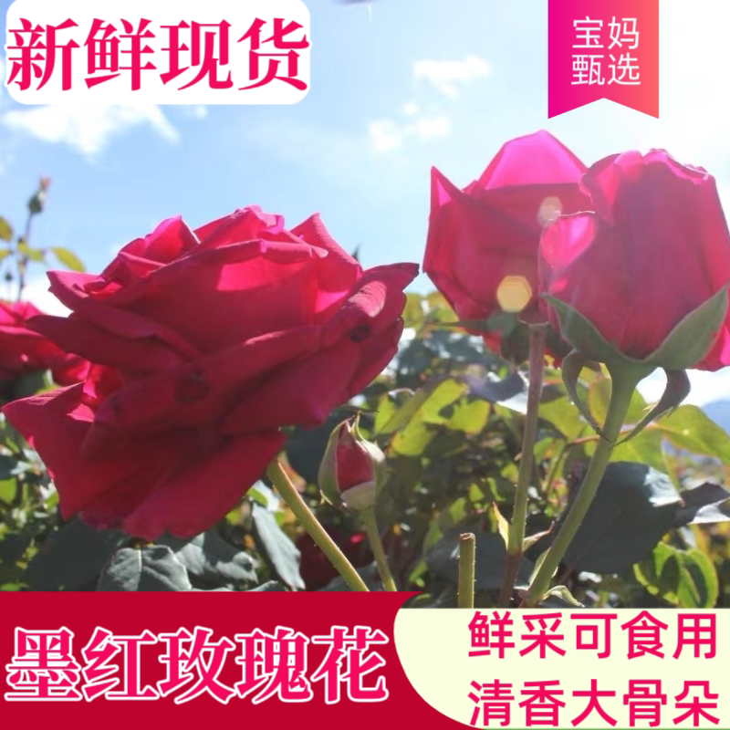 【现货】新鲜食用玫瑰花2026食用花卉/玫瑰花/洋