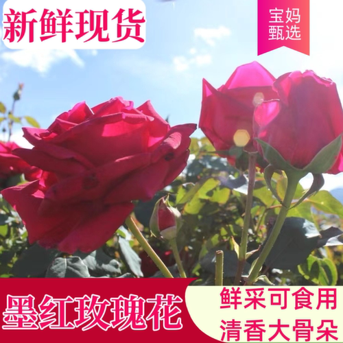 【现货】新鲜食用玫瑰花2026年墨红玫瑰花苞花朵非花瓣可做玫瑰醋
